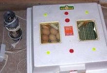 Воздушная камера яйца Плохо видна воздушная камера у яйца