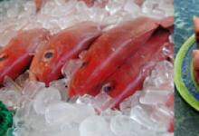 Как сварить суп из красной рыбы: пошаговые рецепты